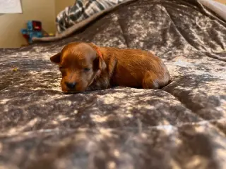 Cavapoo