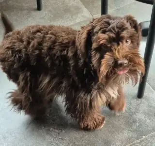 SCHNAUZER PATICOAT FLUFFIES