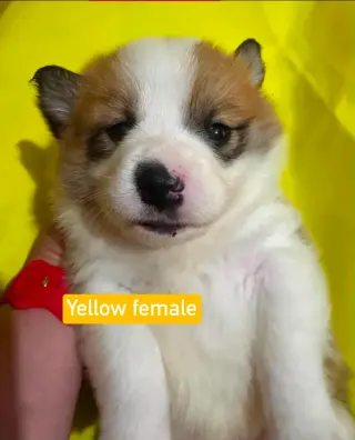 Corgi Welsh X Maremma