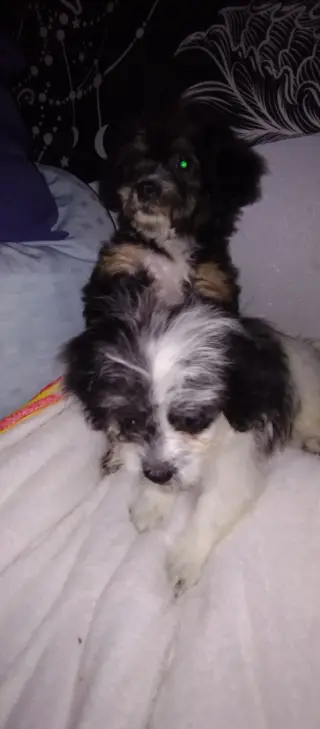 Perritos Mini Poodle y Terrier