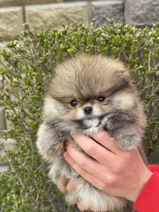 Adorable Cachorro Pomerania en Venta
