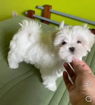Adorable Maltese Puppies Looking for Their Forever Homes