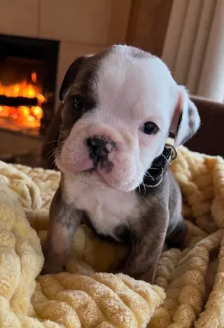 Adorable Cachorro Bulldog Inglés en Venta