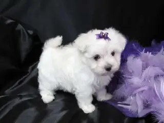06, Pure White Breed Maltese