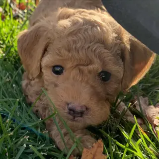 Our F1B Mini and Medium Goldendoodle puppies