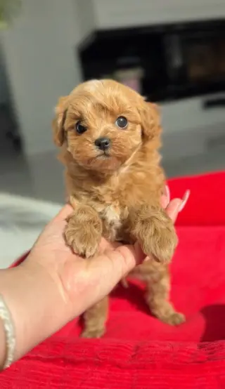 Cachorra de Caniche Toy