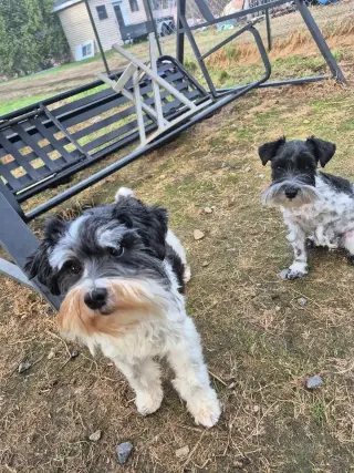 SCHNAUZER PATICOAT FLUFFIES