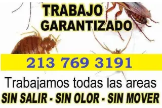 FUMIGACION ECONOMICA $49