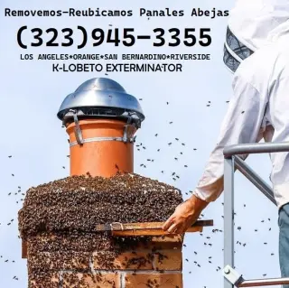 REMOVEMOS PANALES ABEJAS - AVISPAS 24/7.- FUMIGACIONES