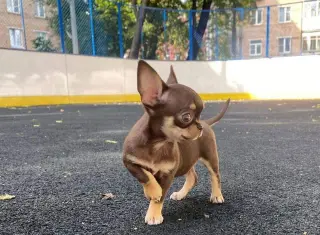 Hermoso Cachorro Chihuahua en Venta