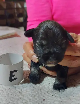 Miniature schnauzer puppies