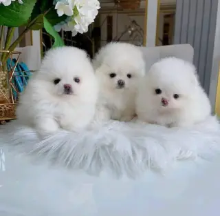 Pomeranian puppies