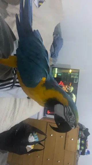 Male and Female blue and gold macaw very tame and very intelligent