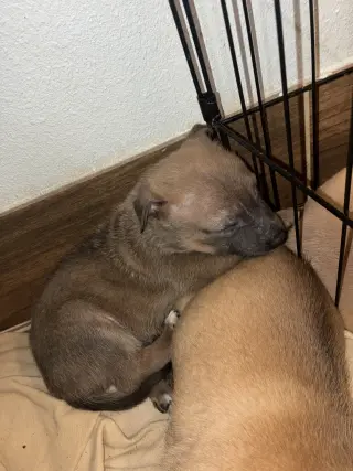 Adorables Cachorros en Adopción