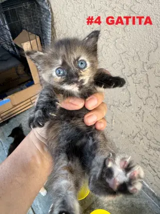 GATITOS EN BUSCA DE UN HOGAR