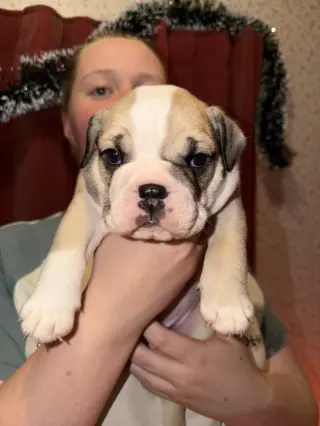 Adorable English Bulldog Puppies for Sale