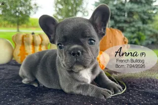 Cachorro Bulldog Francés Blue Macho 4389 **DISPONIBLE**