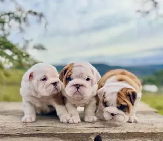 Adorables Cachorros Bulldog Inglés en Venta