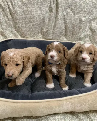 Adorable Miniature Puppies for Sale