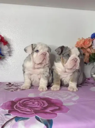 Hermoso Cachorros de Bulldog Inglés