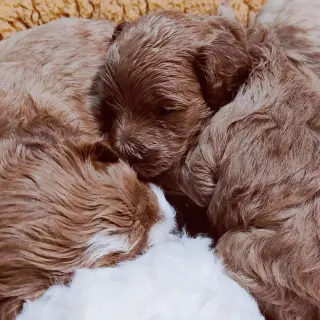 Adorables Cachorros Miniatura en Venta