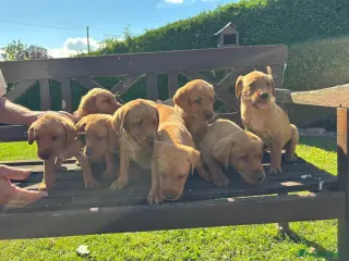 Introducing our adorable 9-week-old Labrador Retriever puppies.