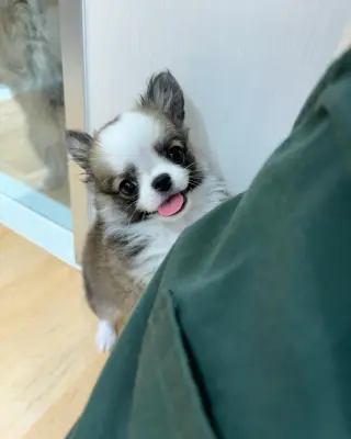 Adorable Cachorro Chihuahua en Venta