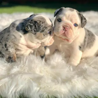Adorables Cachorros Bulldog Inglés