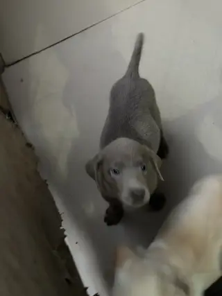 Adorable Labrador Puppies for Adoption