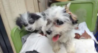CACHORROS MIXTOS