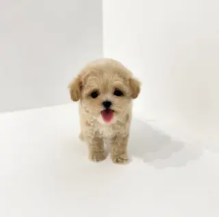 Teacup puppies available for adoption