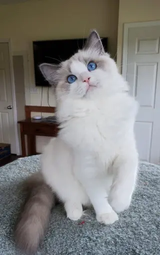 Micheal Scottish fold Kittens