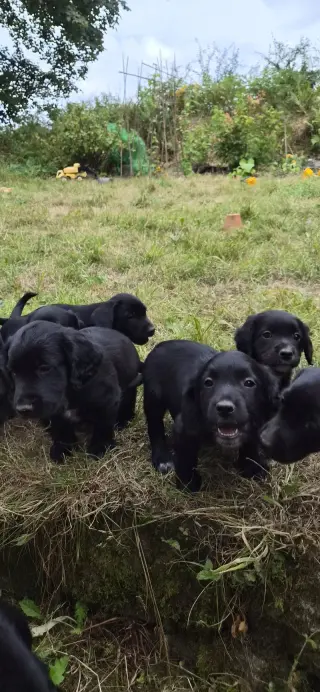 Adorable Black Labrador Puppies for Sale