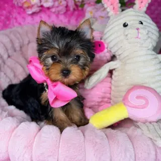 Healthy Adorable Teacup Yorkie Puppies Looking for a Loving Forever Home