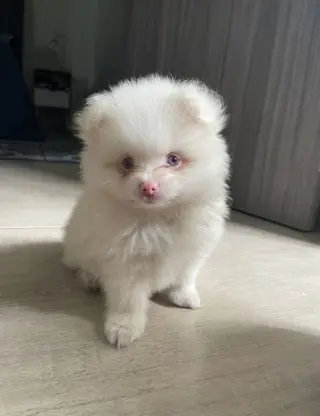 Adorable Cachorro Pomerania Blanco en Venta