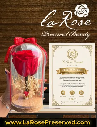 WholeSale Eternal Roses Supplier Exporters Ecuador Premium Preserved Roses