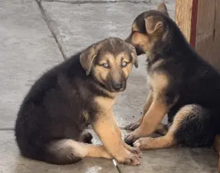 Cute puppies!