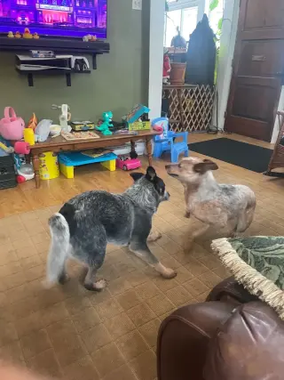 Blue and red heeler puppies for rehoming