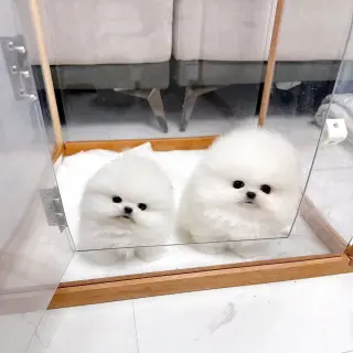 Adorables Cachorros Pomerania en Venta