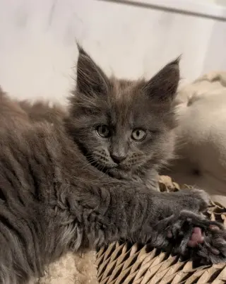 4 gatitos Maine Coon con pedigrí TICA