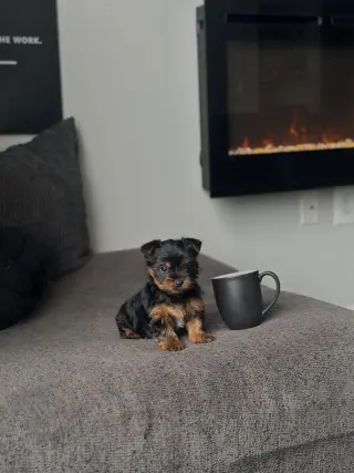 Teacup Yorkie puppies for adoption