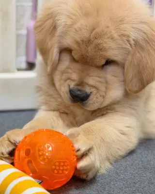 Hermosos Cachorros Golden Retriever