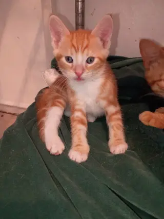 el amor hecho gatitos...