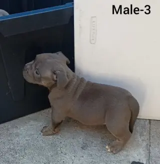 American Bully Puppies