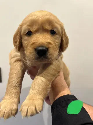 Golden Retriever puppy