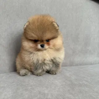 Adorable Cachorro Pomerania en Venta