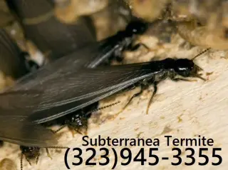 TERMITE TENT FUMIGATION OR LOCAL TREATMENT LOS ANGELES