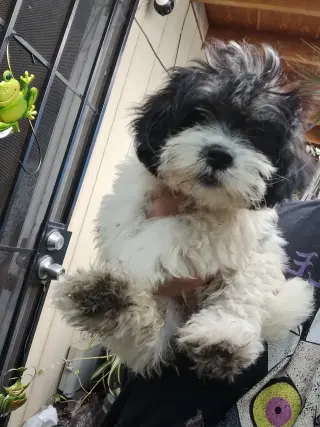 CACHORROS MIXTOS