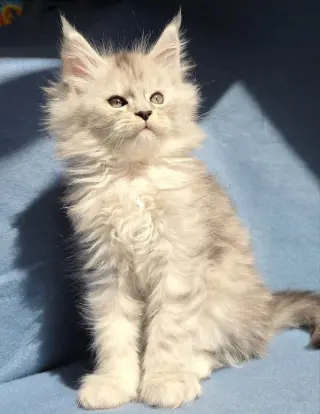 12 Week Old Maine Coon Kitten for Sale