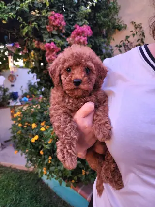 Mini Goldendoodles disponibles